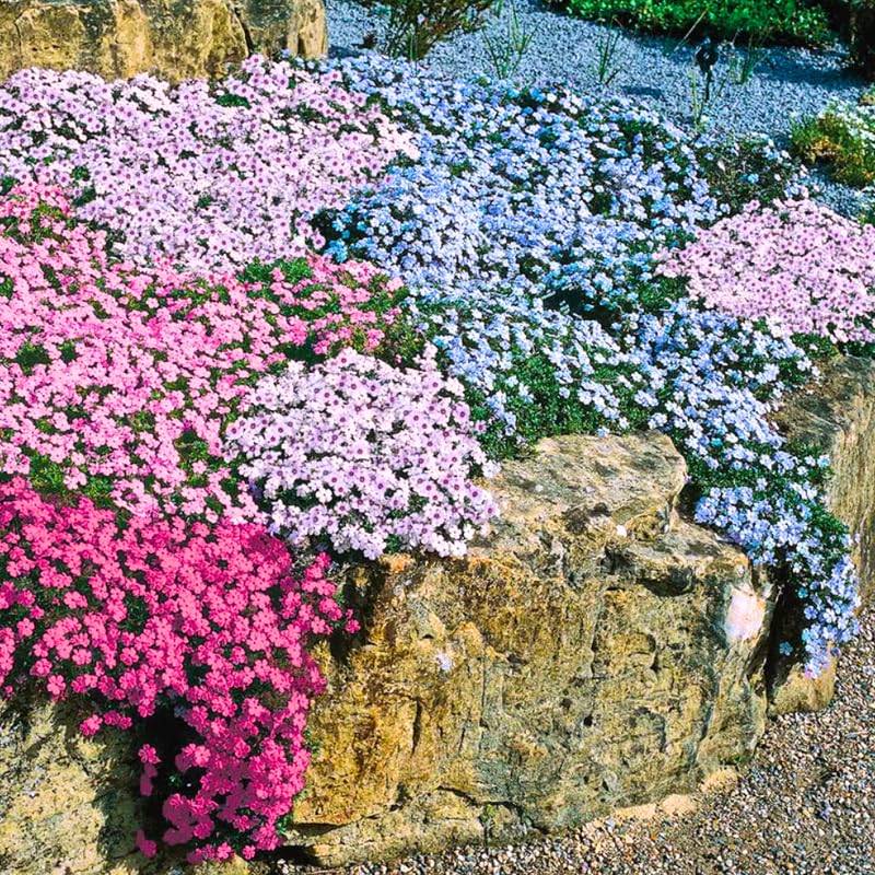 2 Creeping Phlox Plants Live, Ornamental Phlox Flowering Groundcover for Garden and Borders, 4 to 8 Inch Tall