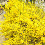 Lynwood Gold Forsythia Bush, Fragrant Forsythia Flower 6 to 12 Inch Tall in Pot, Yellow Forsythia Plant