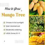 Mango Tree Live Plant in Gallon Pot, 8 Months Old Sweet Yellow Mango Plant, Tropical Fruit Tree for Outdoor Planting 8-12'' Tall
