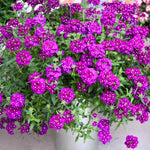 5 Purple Verbena Plants Live 4-8” Tall, Live Perennial Flowering Plants for Garden, Verbena Live Plants