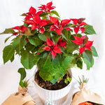 2 Multi Varieties Poinsettia Plants Live, Dwarf Red Poinsettia Flowers for Holiday Christmas Gift, Decoration Houseplant 5-10" in Tall, No Pot