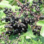 Set 2 Elderberry Plants Live Bush, Black Elderberries Plant Starter 5 to 9 Inch Tall Perennial Fruit Plant, No Pot, Dormant in Winter