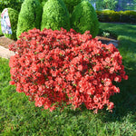 2 Red Azalea Plants Live Tree, Blooming Rhododendron Bushes, 5-10 Inc Tall, No Pot, for Indoor Outdoor Planting, Red Azalea