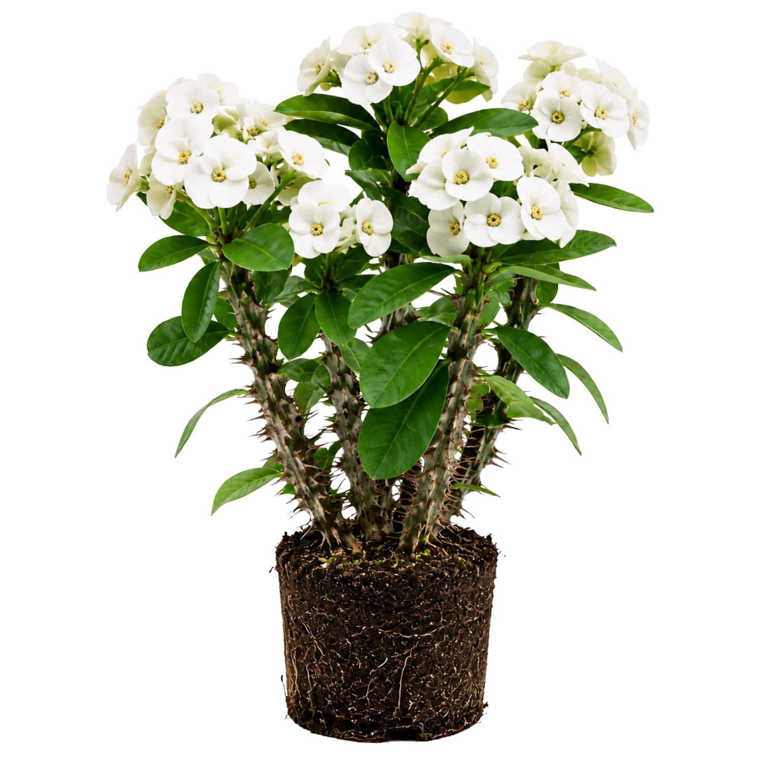 White Euphorbia Crown of Thorns Plant, Perennial Succulent Live Plant Indoor Outdoor 4-7 Inches