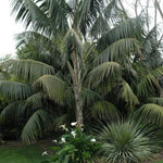 Palm Tree Plant, Live Tropical Palm Tree, Fully Rooted in 3 Gallon Pot, Ready for Outdoor Planting (Dark Green Palm)