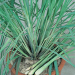 Set 8 Big Lemon Grass Live Plants, Fully Rooted Bare Root Lemongrass Plants Live for Planting, Fresh Rooted Lemongrass Stalks