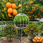 Meiwa Kumquat Tree Live Plant 1 Gallon Pot, Orange Kumquat Live Plant, Sweet Citrus Fruit Tree for Indoor Outdoor Growing