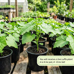 Loofah Plant Live, Luffa Plant Live, 4 Inc Pot, 4-6 Inc Tall, Luffa Live Plant for Indoor Outdoor Planting