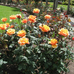 Rose Bush Live Plant, Heirloom Rose Plant Live for Planting, 5-8 Inch Height, Reblooming Shrub (Orange Rose)