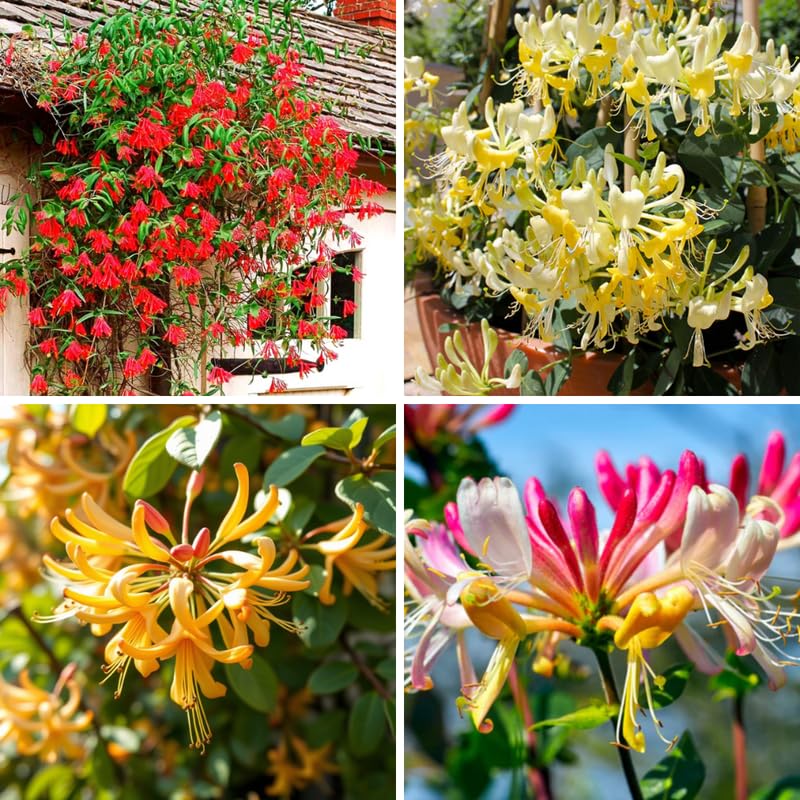 2 Mix Honeysuckle Plants Live for Planting, Fragrant Honeysuckle Vine Live Plants, 5-9" Tall, Hardy Perennial Climbing Vine