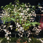 Pack 4 Clerodendrum Bleeding Heart Plants Live, 5-10 Inch Tall, Clerodendrum Bleeding Heart Vine, Bell Shaped Flowers (Clerodendrum Smithianum)