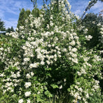 Mock Orange Live Plant in Quart Pot, Fragrant White Mock Orange Shrubs, Hardy Flowering Shrub for Outdoor Planting