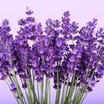 Set 2 Phenominal Lavender Plants Live, Lavender Flower Plant, 5 to 7 Inc Tall Gardening Indoor Outdoor