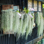 Fresh Spanish Moss Live Air Plant Decorative Garden Craft Basket, 1 Clump 10" Long, Tillandsia Air Plants