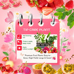Combo 4 Mixed Fruit Plants Live, Dragon Fruit, Passionfruit, Pink Guava and Strawberry, 4-8” Tall, Easy to Grow, Productive Varieties