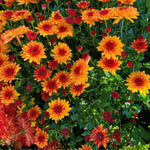 Chrysanthemum Plants Live 4 to 7 Inch Tall, Mum Live Plants, Vibrant Perennial Mums Plants for Planting in Garden (Deep Orange)