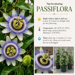 Maypop Passion Flower Live Plant, Purple Incarnata Passiflora 4-8 Inches, Hardy Flowering Vine for Garden, Patio and Containers
