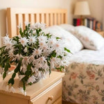 Easter Cactus Live Plant, Vibrant Blooming Cactus for Indoor Outdoor Gardens, 4-8'' Tall, No Pot (White Blooms)