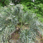 Palm Tree Plant, Live Tropical Palm Tree, Fully Rooted in 3 Gallon Pot, Ready for Outdoor Planting (Seashore Palm)