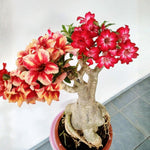 Pack 2 Red Desert Rose Plants Live, Hardy Adenium Obesum Succulent, Vibrant Blooms for Indoor and Outdoor 4-7 Inch