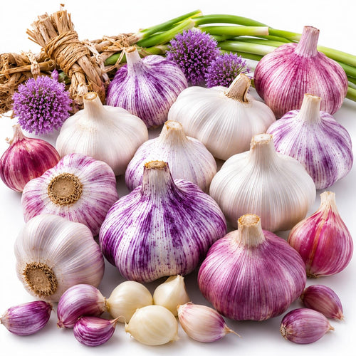 1 Pound Garlic for Planting in Fall Hardneck Softneck, 8-10 Top Size Garlic Bulbs for Planting, Fresh and High Yield Bulb Variety Pack, Hardy and Fast Growing (Random Mix)