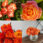 Climbing Roses Live Plants, Rose Bushes Ready to Planting, No Pot, Cut Back, Well Rooted, 6-8 Months Old (Orange)