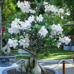 Live Desert Rose Plants, Adenium Desert Rose Bushes, 4-7 Inches Tall for Indoor or Outdoor Planting (White)