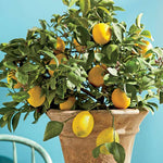 Meyer Lemon Tree Live, Dwarf Citrus Plant, Yellow Lemon Seedling, 2-4 Inches Tall Starter Plant, in 4" Pot for Indoor or Outdoor Growing