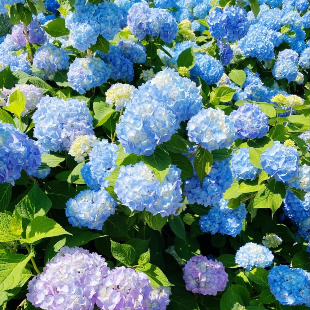 2 Hydrangea Plant Live, Hardy Hydrangea Bush Shrub for Outdoor Garden Planting, Bare Roots Dormant 6-12 Inch (Blue Hydrangea)