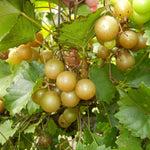 Set 3 Bronze Muscadine Grape Plants Live, 4-6 Inch Tall Well Rooted Vines for Outdoor Planting
