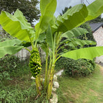 Yellow Banana Plant Tree Live, Cold Hardy 4-7" in Tall, No Pot, Outdoor Spring Planting, Rare and Sweet Banana Plants