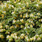 Set 2 Fragrant Honeysuckle Bushes Live, 8-12 Inch Tall Lonicera Honeysuckle Rooted Cuttings, Hardy Flowering Shrubs for Outdoor Planting