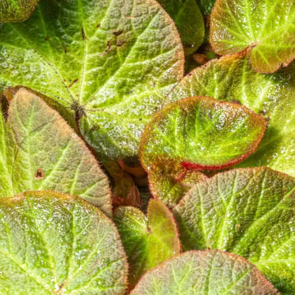 3 Packs Trailing Green Begonia Angel Wing Maculata Live Plants, 5-9 Inch Tall, Indoor Outdoor Polka Dot Begonia