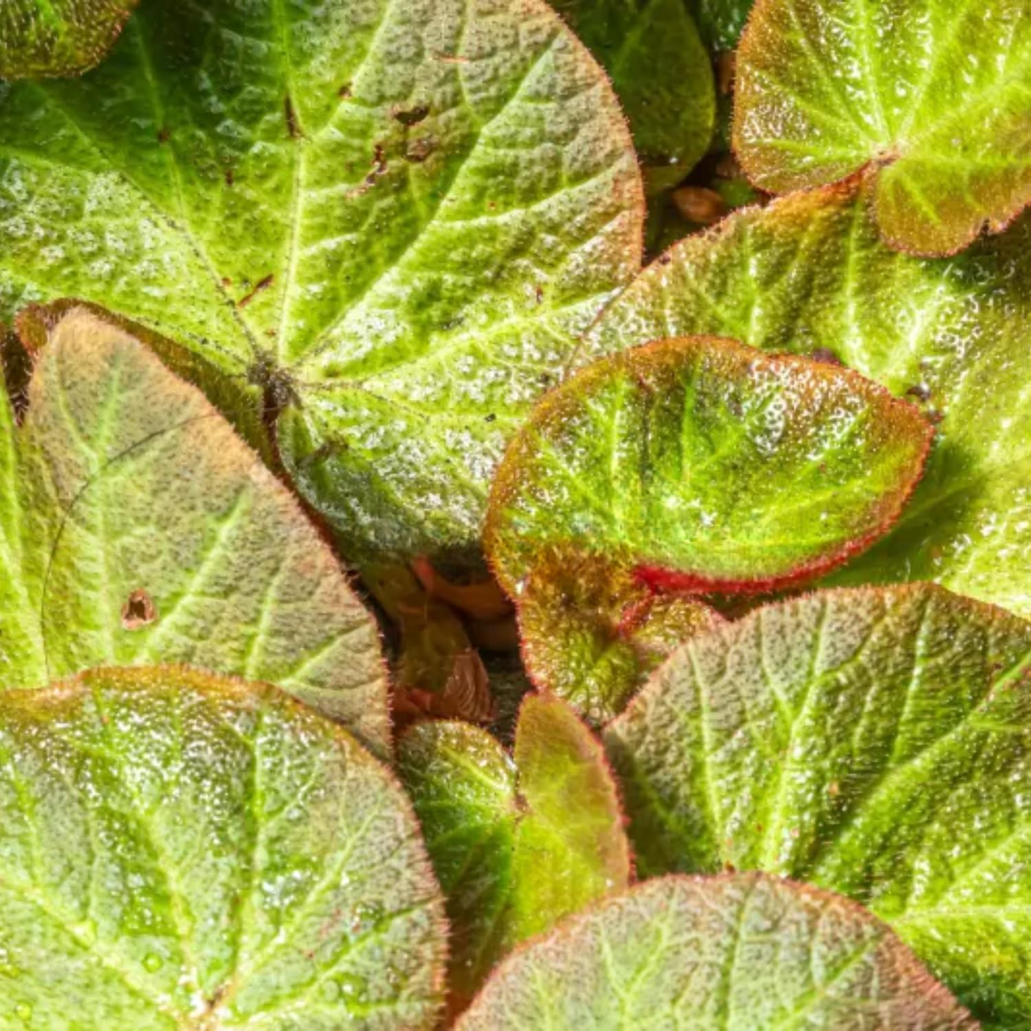 3 Packs Trailing Green Begonia Angel Wing Maculata Live Plants, 5-9 Inch Tall, Indoor Outdoor Polka Dot Begonia
