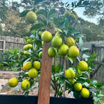 Grafted Meyer Lemon Tree Live Plant, Sweet Lemon Citrus Tree 2-3 Ft Tall, Edible Fruit, Lemon Plant for Outdoor Garden