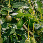 Dwarf Avocado Tree Plant Live, Cold Hardy Avocado Tree, 6-12 Inch Tall