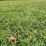 3lb Rye Cover Crop Seeds, Winter Rye Seeds for Garden Ground Cover and Seasonal Growing