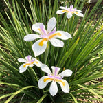 Set 2 African Iris Live Plant, Iris Flower Plant for White Blooms, Low Maintenance and Ready for Planting, Well Rooted from 4 to 6 Inches Tall