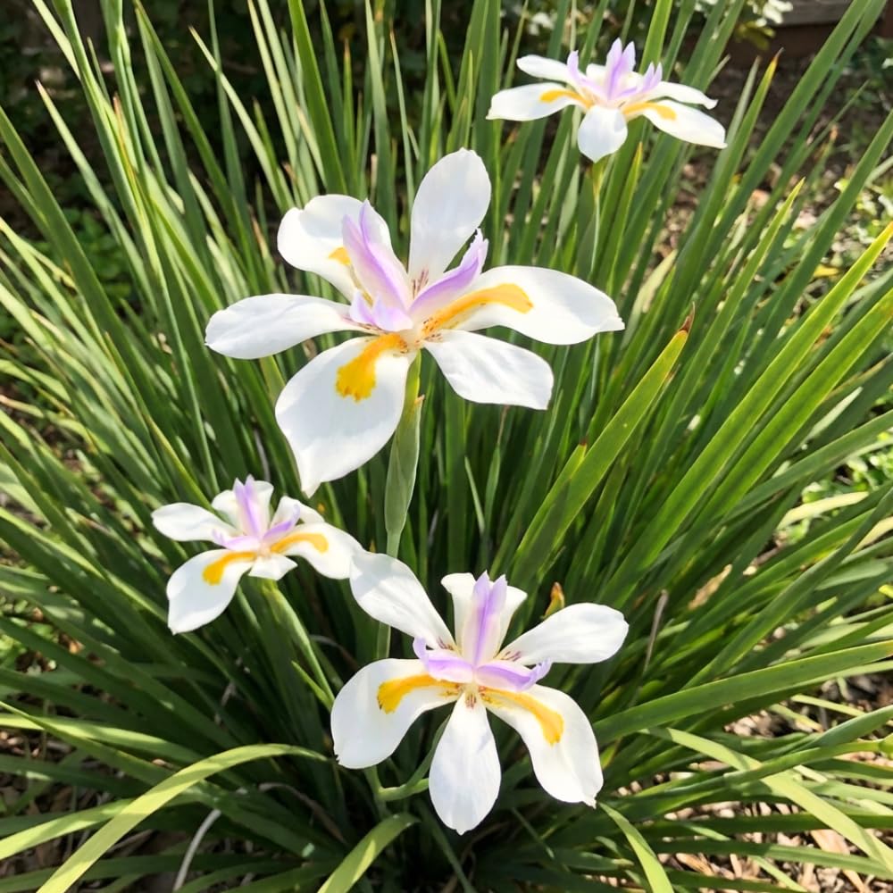 Set 2 African Iris Live Plant, Iris Flower Plant for White Blooms, Low Maintenance and Ready for Planting, Well Rooted from 4 to 6 Inches Tall