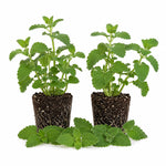 2 Catnip Plants Live 4–7" Tall, Live Fragrant Herb Garden Plants for Patio, Containers Growing, Hardy Outdoor Plant