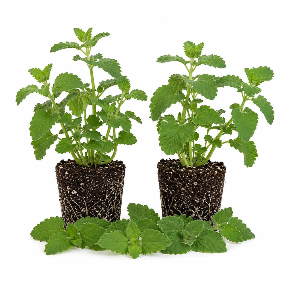 2 Catnip Plants Live 4–7" Tall, Live Fragrant Herb Garden Plants for Patio, Containers Growing, Hardy Outdoor Plant