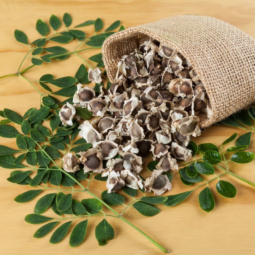 Pack of 100 Moringa Oleifera Seeds for Growing, Vegetable Garden Seeds, Moringa Tree Seeds for Outdoor Garden Growing