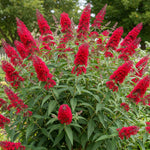 2 Vibrant Buddleia Butterfly Bush Plants Live, Butterfly Bushes Plant for Outdoor Garden, 5 to 9 Inch Tall Perennial Coloful Flowers Plant, No Pot (Random)