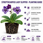 Cherry Ice Streptocarpus Lady Slipper Plants in 3.25 Inch Pot, Live Flowering Houseplant for Patio, Containers and Indoor Gardening