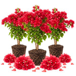 3 Double Red Bougainvillea Plants Live, Outdoor Garden Vine, 4-7 Inch Tall