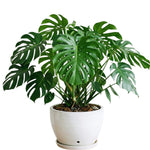 Set 2 Monstera Deliciosa Plants Live, Live Green Monstera Houseplants, Monstera Plant from 5 Inc Tall