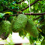 Soursop Tree Live Plant 8-10 Inches, Hardy Sweet Annona Guanabana, Live Tropical Fruit Tree for Gardening