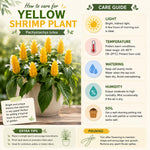 2 Yellow Shrimp Plants Live, 4-7 Inc Tall, Vibrant Flower Starter Plant for Garden or Patio