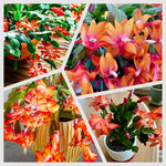 Christmas Cactus Plants Live, Flowering Thanksgiving Cactus with Vibrant Blooms, 4-7'' Tall, Easy-Care Indoor Houseplant (Orange Blooms)