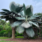 Live Palm Tree Plant in 3 Gallon Pot, No CA, Large Fully Rooted Size, Ready to Plant for Home Décor Indoor Outdoor Landscape, Rare Palm Trees, Giant Palm